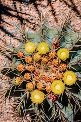 Cactus en fleurs au jardin botanic