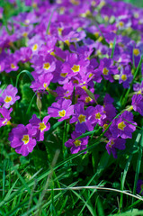 Field of Purple Primroses