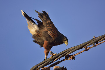 Ein nach vorne gebeugter Falke mit aufgestellten Flügeln beobachtet seine Beute.