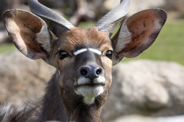 Portrait of male Lowland nyala, Tragelaphus angasii