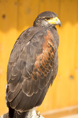 Harris's Hawk, Parabuteo unicinctus, is popular with hawkers