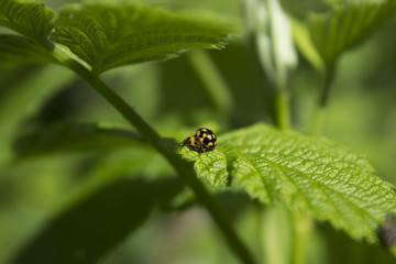 Секс божьих Коровок 