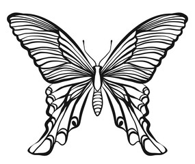 Hand drawn vector butterfly illustration