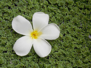 Beautiful white frangipani tropical flower,plumeria flower