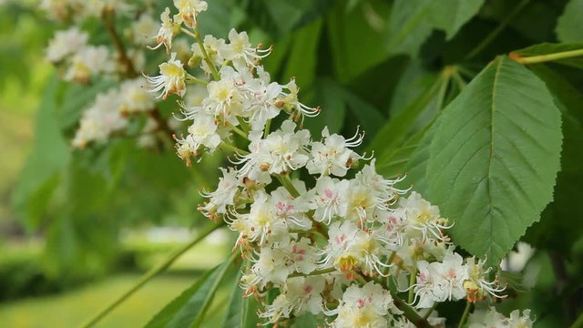 Сhestnut tree in bloom. Chestnut tree with blossoming spring flowers.