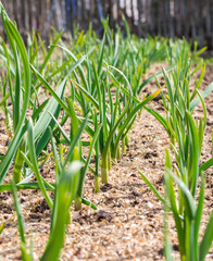 Winter garlic sprouts in early spring