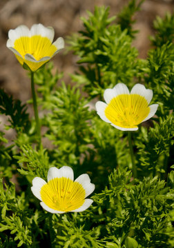 「リムナンテス」の写真素材 32件の無料イラスト画像 Adobe Stock