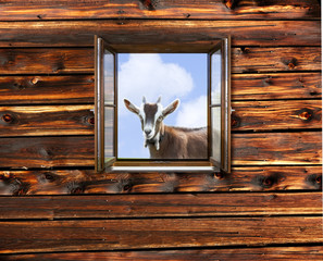 Ziege im Fenster