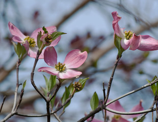 Pink Dogwood flowers