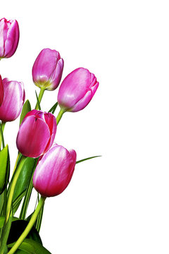 bouquet of pink tulips isolated on white background