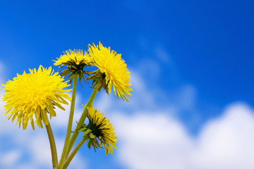 A group of dandelions on a background of blue sky.