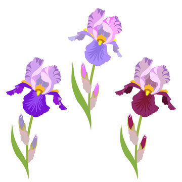 Colorful flowers irises on a white background