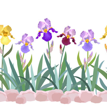 Beautiful colorful border of iris flowers