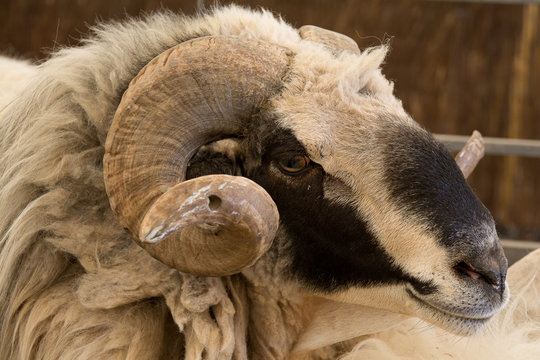 Profil eines Schafbocks mit schwarzbeiger Fellzeichnung und geschwungenem Horn.