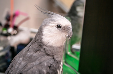 Calopsita
