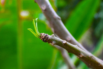 Young leaf on plumeria tree