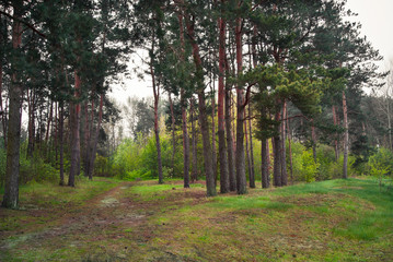 Na skraju lasu © Mariusz Stoszewski