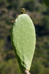 cactus in spain