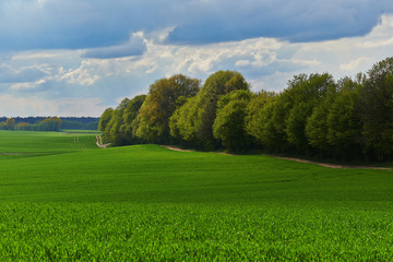 Pole pszenicy przy drodze © barytek