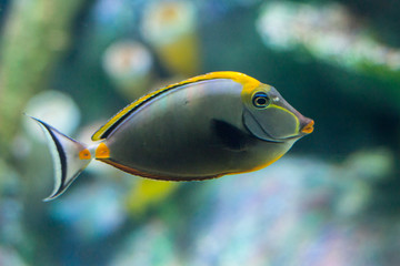 Fototapeta na wymiar Naso Tang fish 