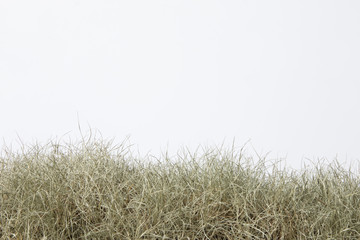 Dry grass isolated on white.