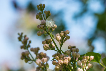 Ветка сирени