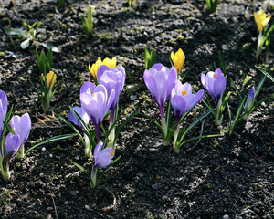 Obraz premium Violet flowers of crocus in the garden