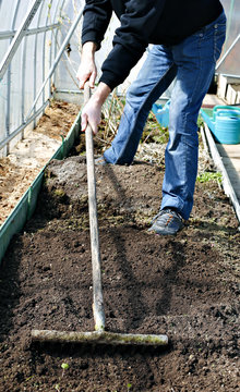 Man in greenhouse leveled the soil with a rake on the gardenbed