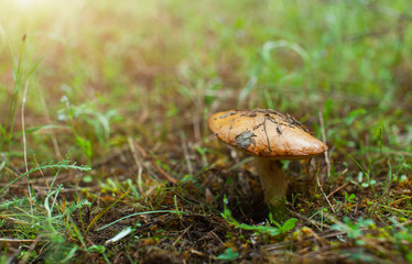 The fungus greasers in the green forest.