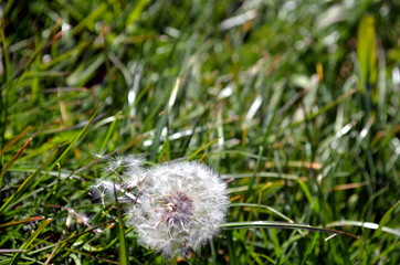 Overblown dandelion with seeds flying away