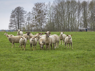 Obraz na płótnie Canvas Sheeps at the meadow in the springtime