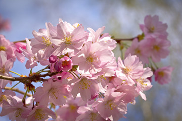 Blooming Japanese Cherry Tree in spring
