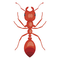 ant vector illustration isolated on a white background