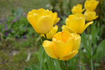 Tulipany z ogrodu 