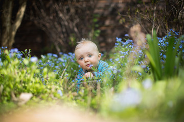Baby untersucht die Blumenwiese