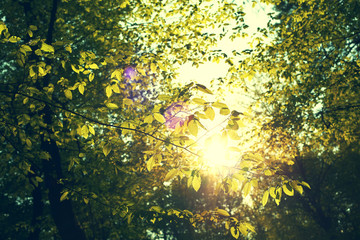 przebłysk słońca przez wiosenne liście w lesie 