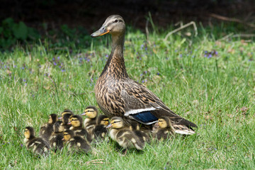 Mallard Hen and Ducklings