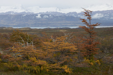 Brightly coloured autumn foliage on trees and shrubs in Patagonia, southern Chile.
