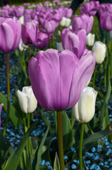 Obraz premium tulips flowers