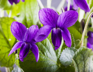 Violets in a bunch