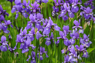 Sibirische Schwertlilie - Iris Sibirica Blüten  in der Gruppe