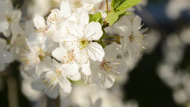 cherry blossoms in early spring
