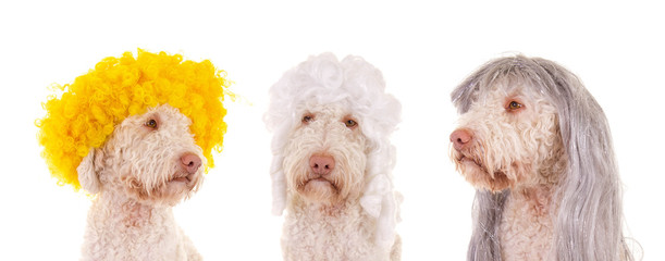 Drei Hundeköpfe mit unterschiedlichen Perücken