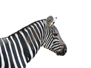 Zebra Kopf , freistehend vor weißem Hintergrund 