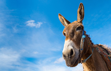 Donkey, farm animal in the Moroccan countryside on sky background.  Copy space in right part for your text. © upslim