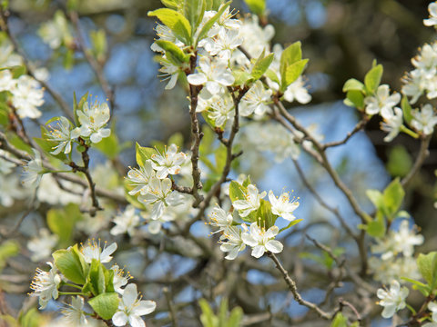 Pflaumenblüten, Hauspflaumen, Prunus domestica