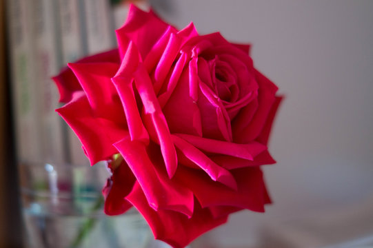 Rosa de librer&iacute;a