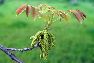  Flowers of walnut
