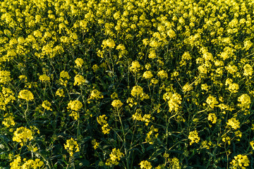 Gelbes Rapsfeld blüht für den Umweltschutz