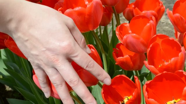 woman's hand slips on the red tulips
